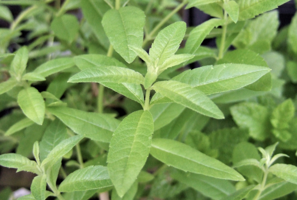 לואיזה ורבנה (לימונית)